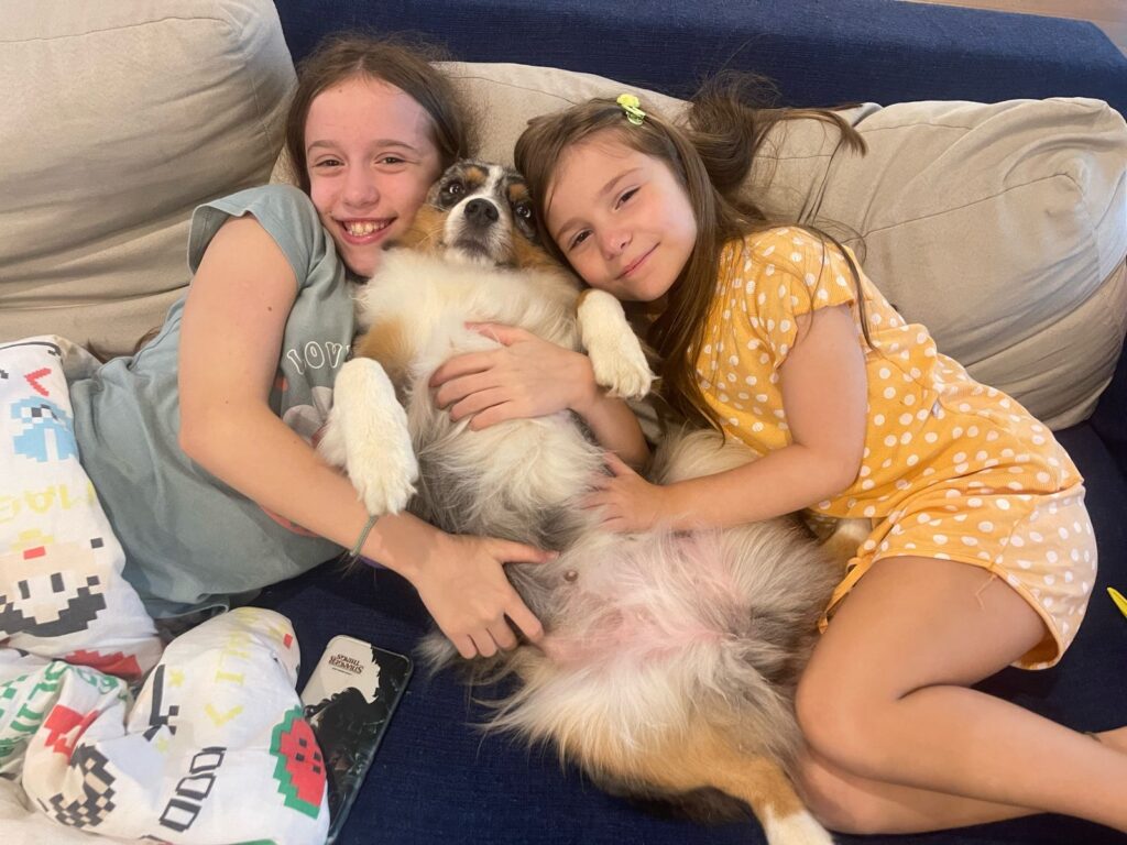 pastor australiano miniatura